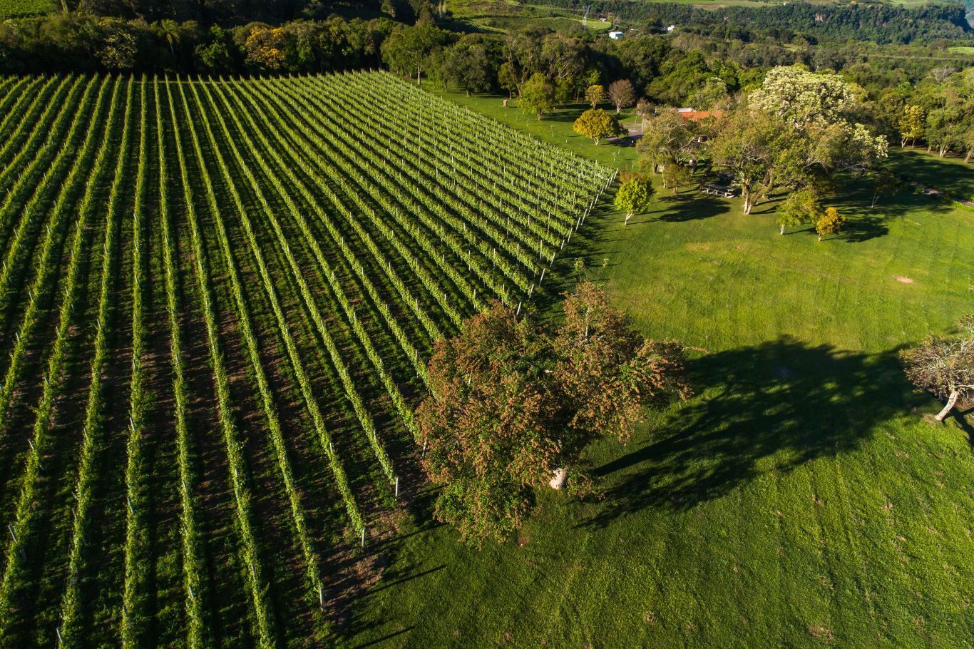 Vinícolas Aurora, Geisse, Don Giovanni e Valmarino podem usufruir da DO.