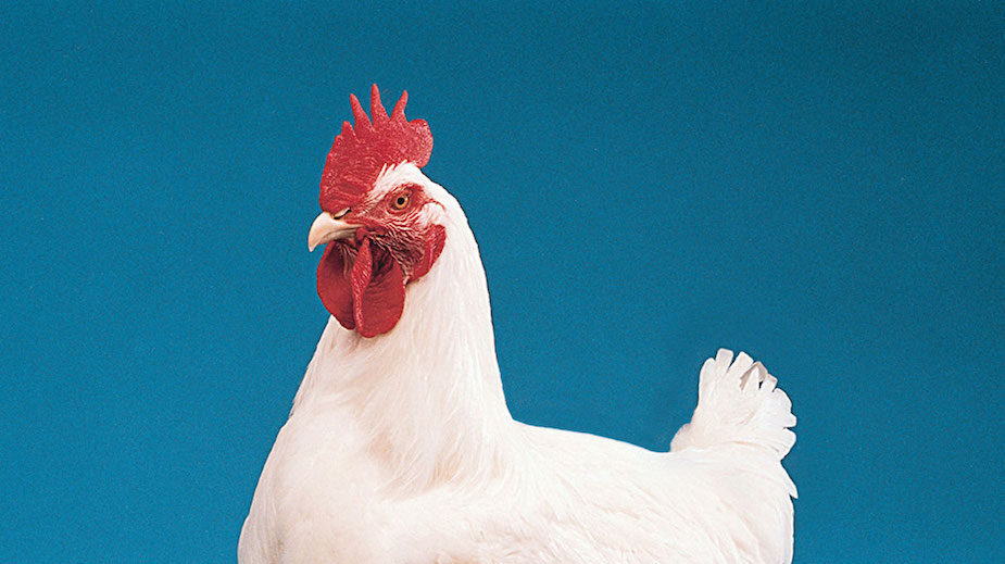 previsibilidade genética frangos corte