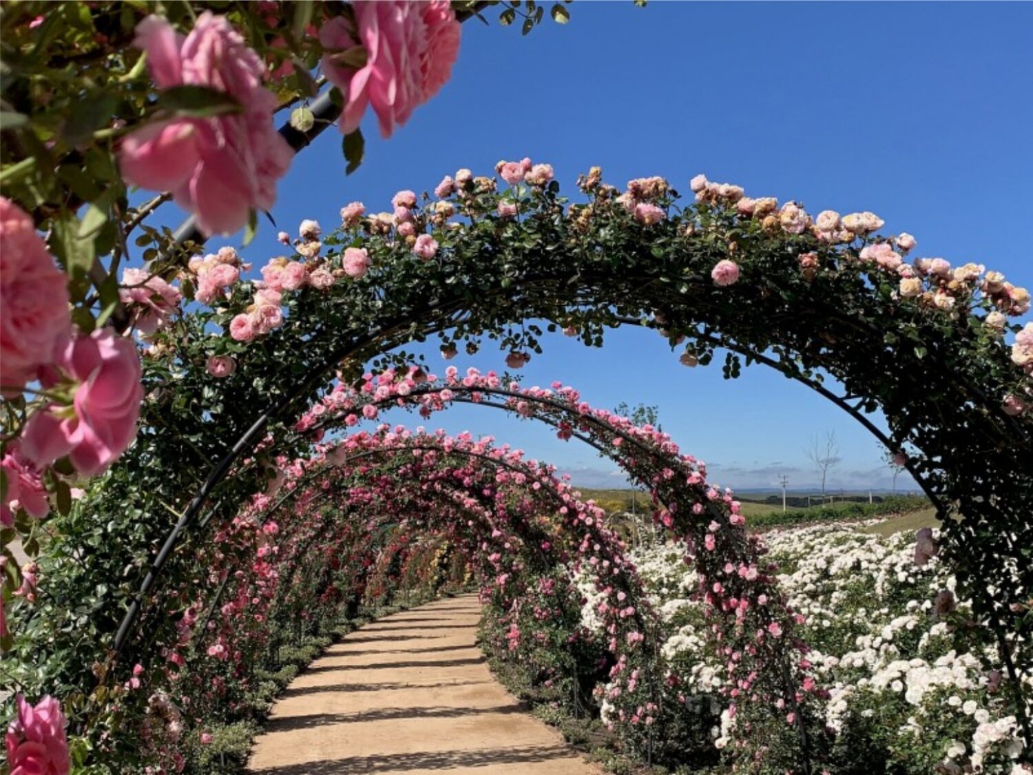 Serra Gaúcha Hortênsias turismo