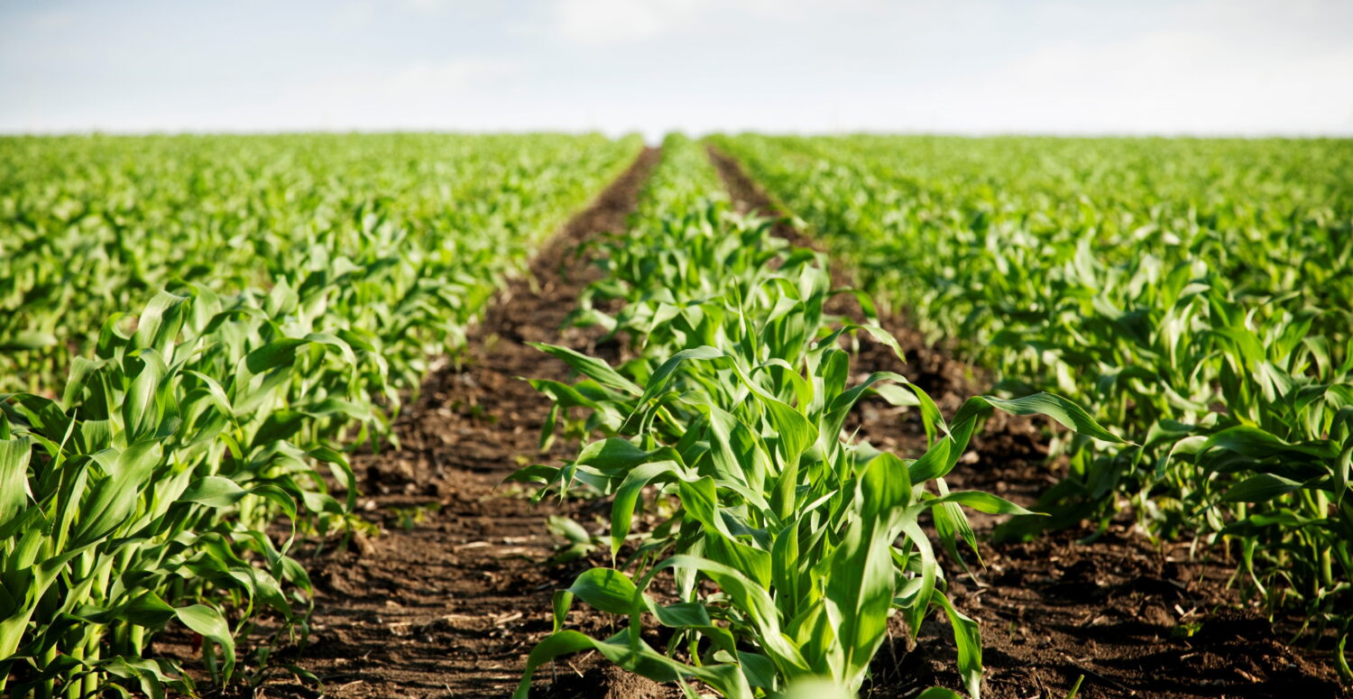 Importação fertilizantes bate recorde