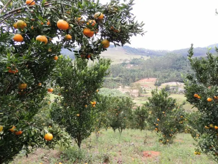 Rio Grande do Sul ganha primeiro Polo da Rota da Fruticultura