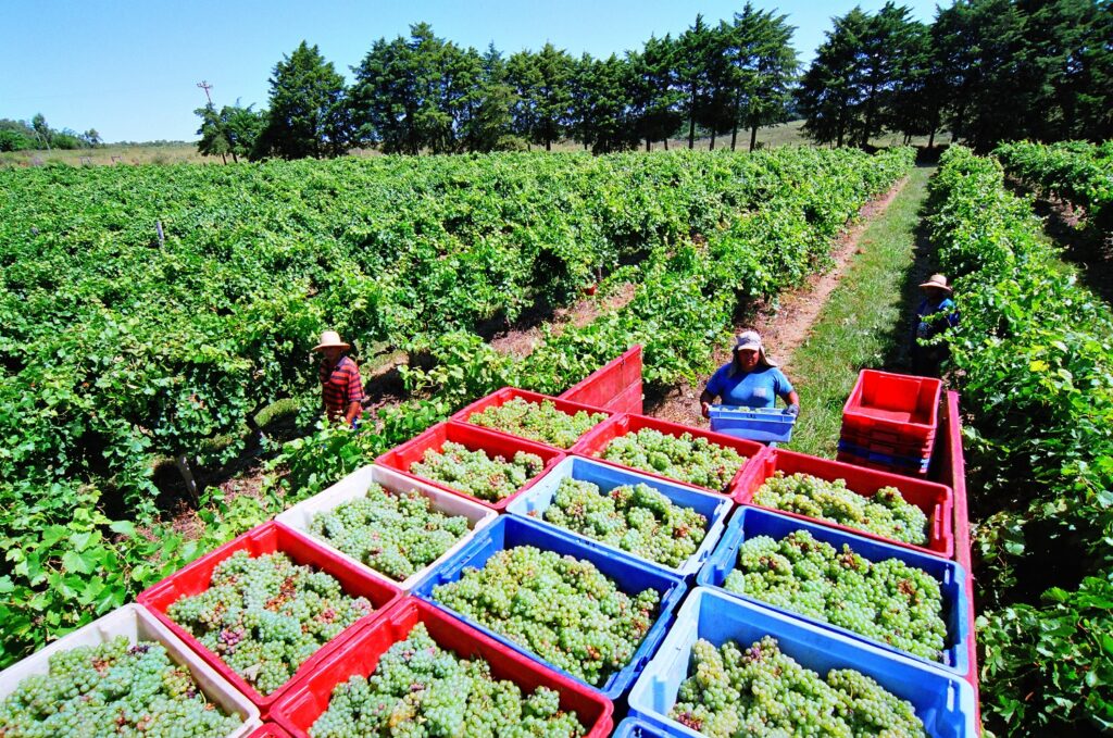 Nova Aliança deve processar 40 milhões de quilos de uva