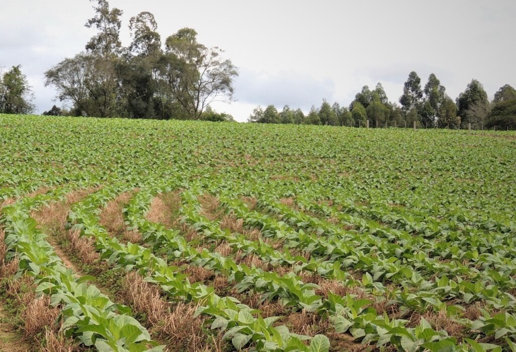 Setor do tabaco amplia iniciativas para a conservação do solo