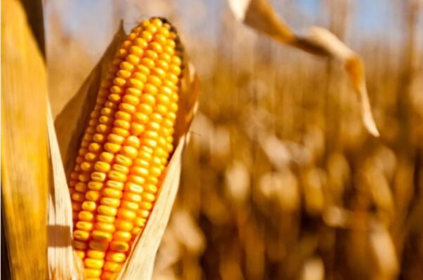 Produção de milho deve atingir 131 milhões de toneladas no Brasil
