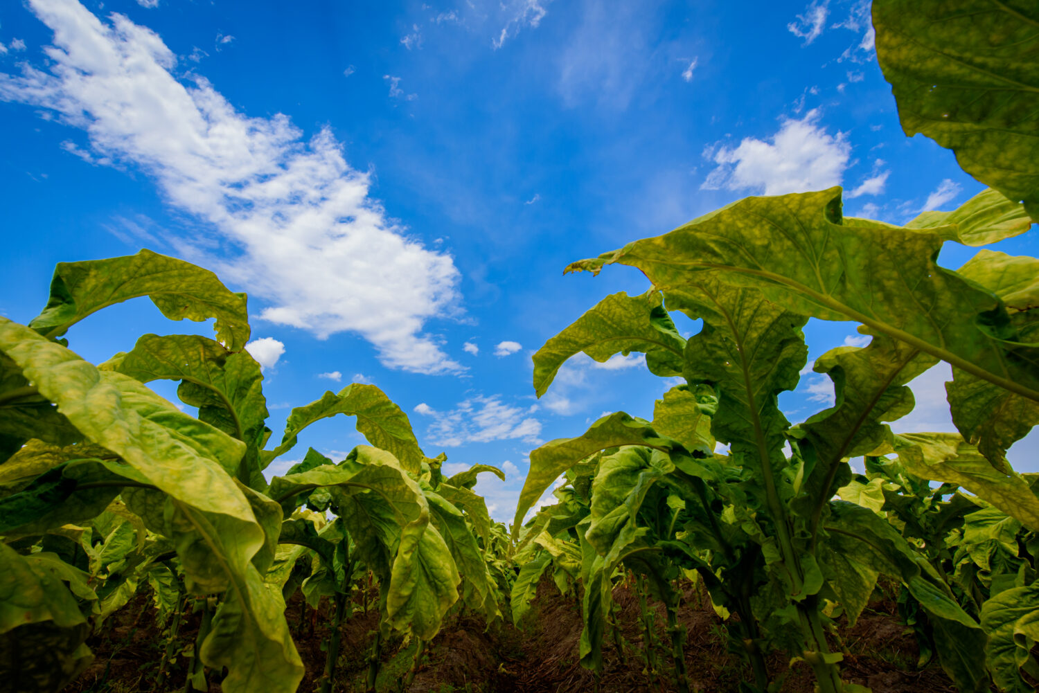 Tabaco lidera crescimento do agro brasileiro no PIB