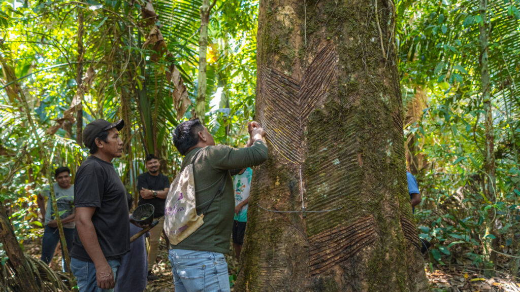 Mercur celebra 15 anos do Projeto Borracha Nativa na Amazônia