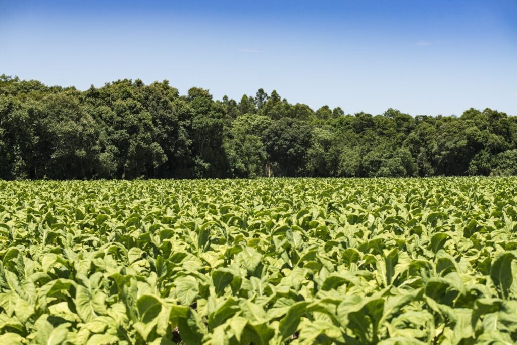 Ações ambientais do setor do tabaco geram resultados eficazes