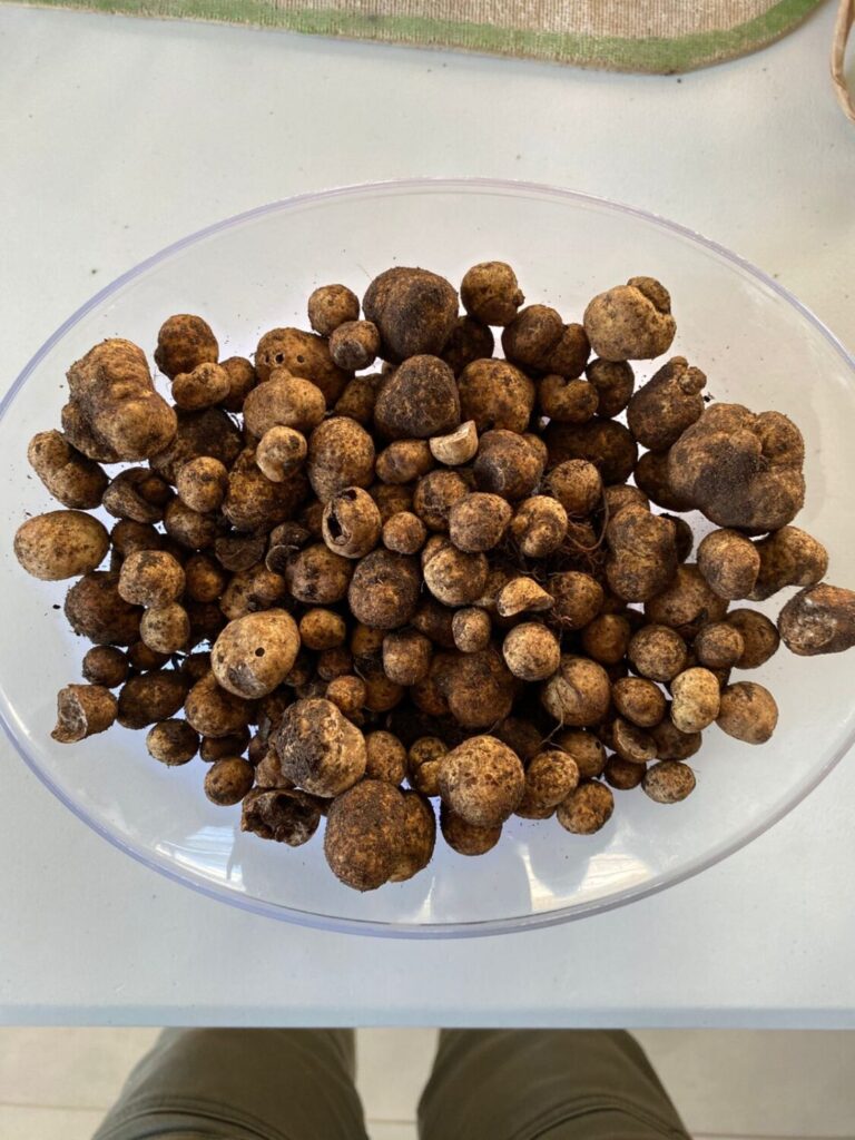 Divinut e UFSM apresentam trufas de nogueira para gastronomia