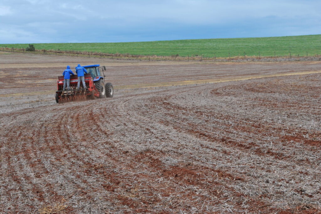 Chuvas atrasa a semeadura do trigo no RS