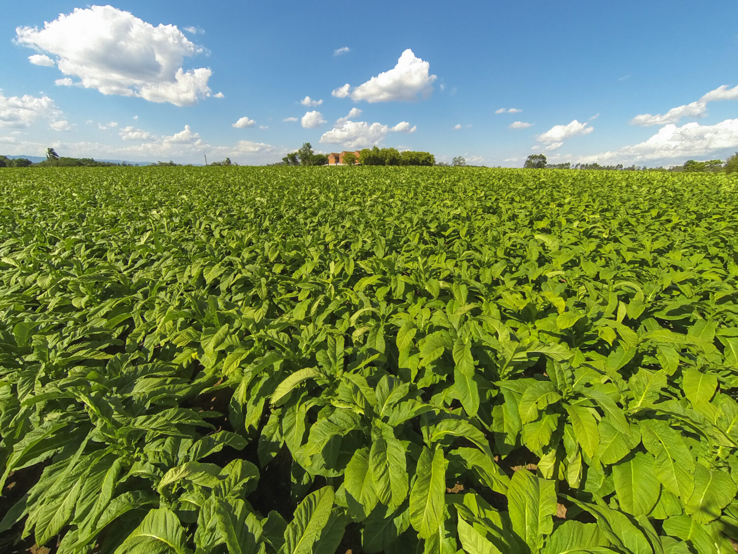 Produção de tabaco rende quase R$ 46 mil por hectare