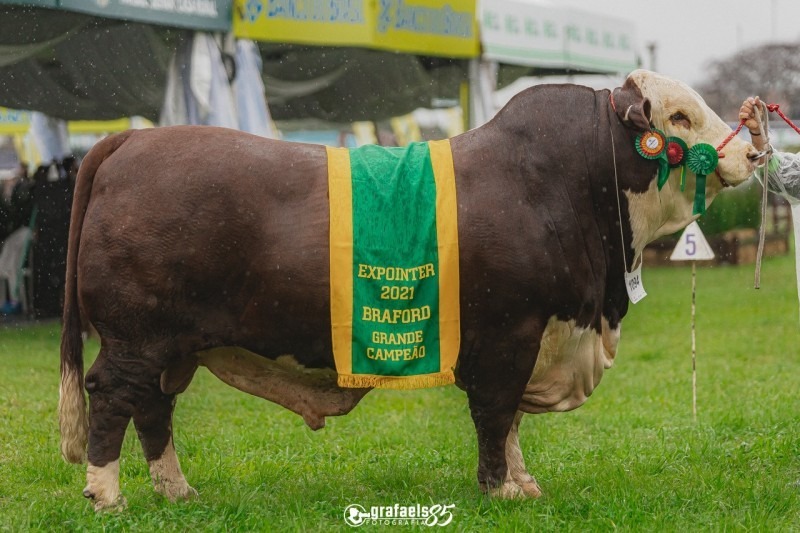 Raça Simental neutraliza emissões de carbono na Expointer