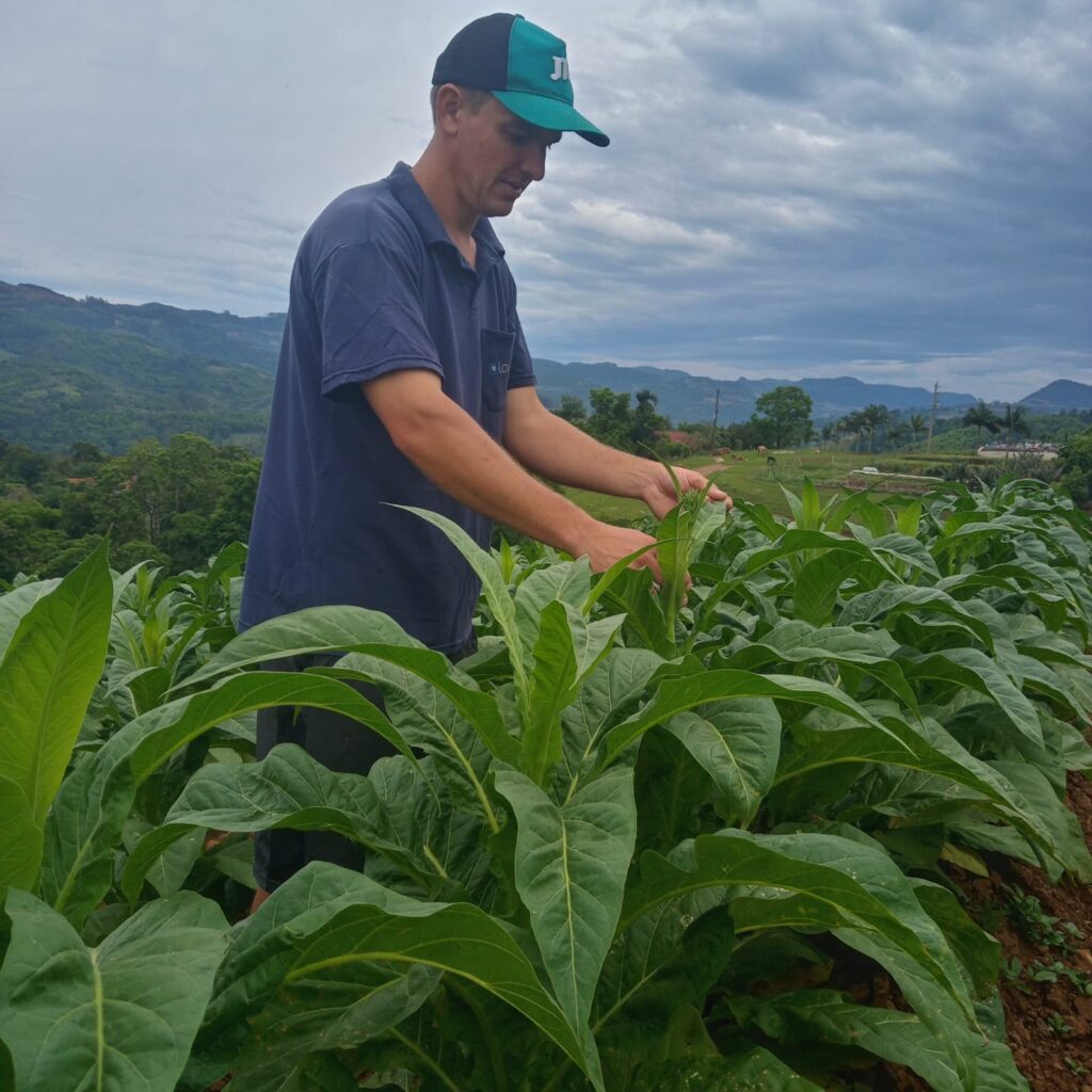 JTI celebra o Dia do Produtor de Tabaco