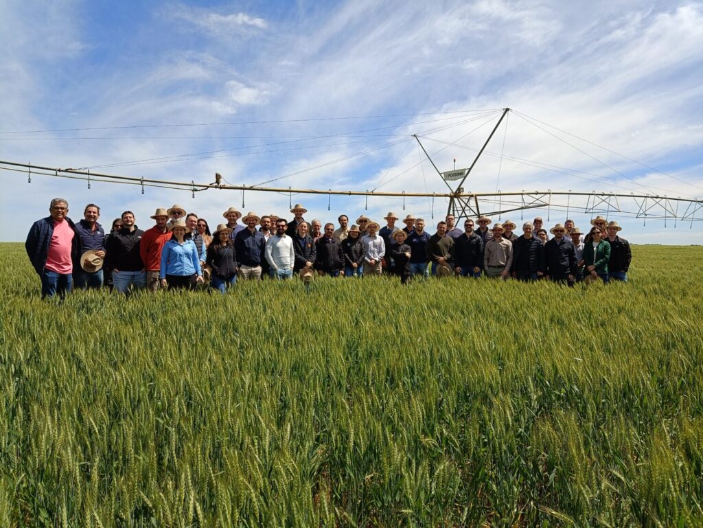 Indústria aposta em qualidade do trigo gaúcho para safra 2025