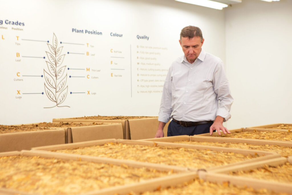 Exportações de tabaco podem superar US$ 3 bilhões em 2025