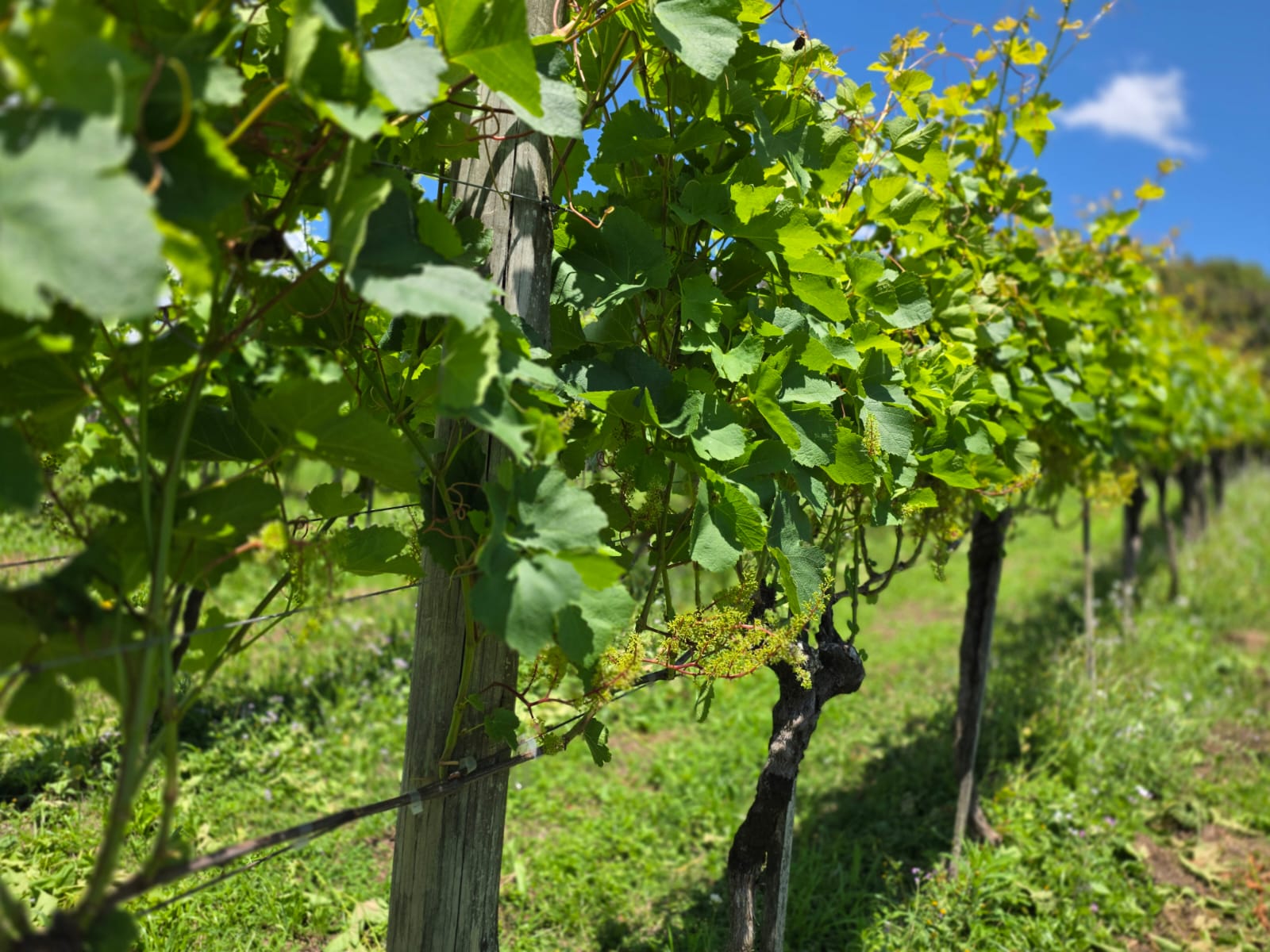 Setor vitivinícola projeta 800 milhões de quilos de uva na safra