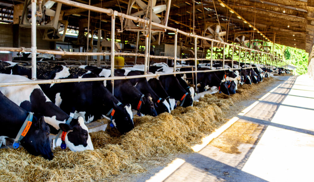Condomínios Leiteiros Dália completam dez anos