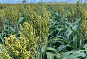 Boa Safra impulsiona sorgo no RS