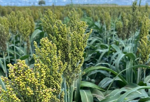 Boa Safra impulsiona sorgo no RS
