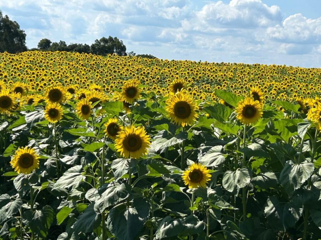 Girassóis emolduram Festa das Safras da Vinícola Don Giovanni