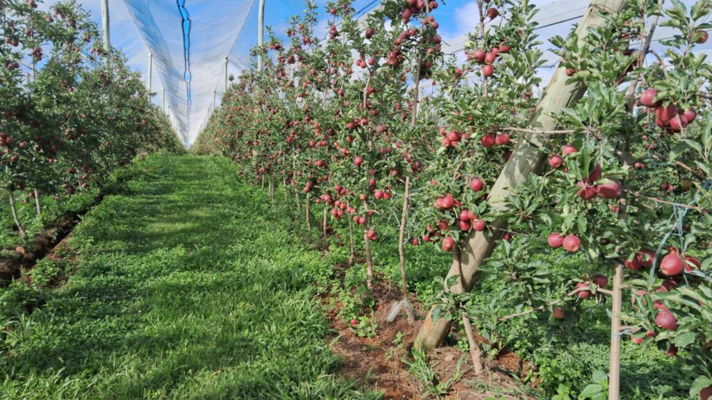 Rasip Agro projeta colher 55 mil toneladas de maçãs