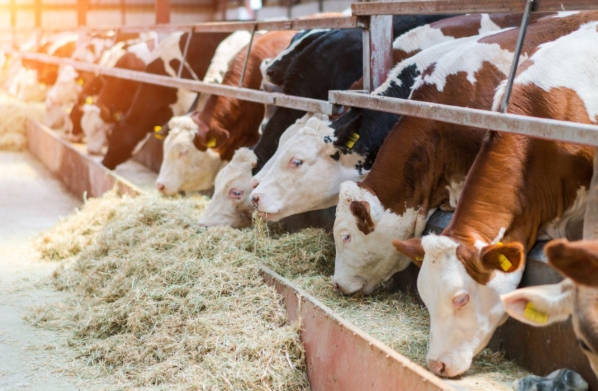 Manejo nutricional dos grãos influencia a cadeia da carne