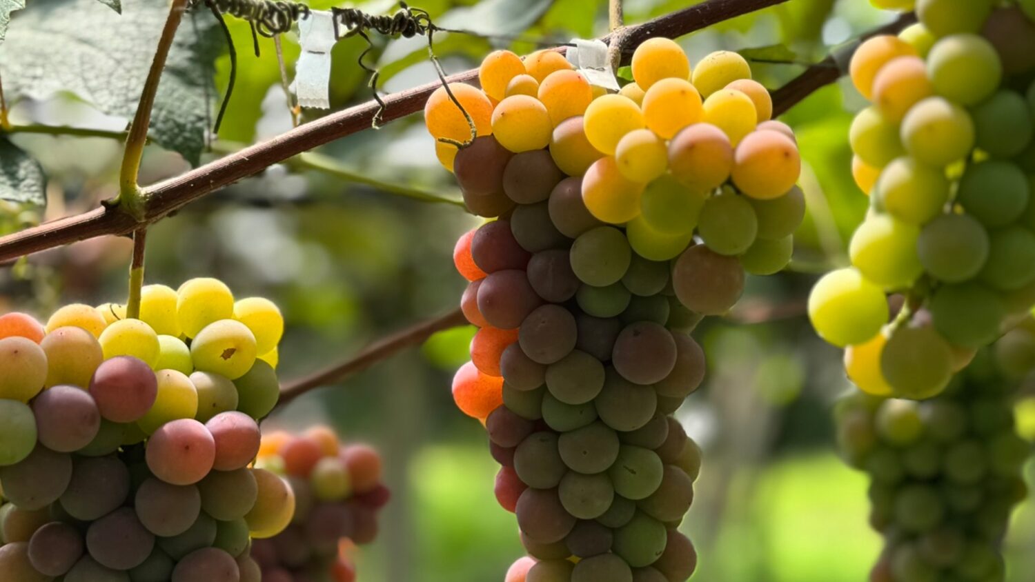 Safra da uva robusta no RS impulsiona Wine South America