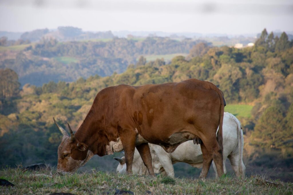 Boas práticas agrícolas elevam a qualidade do leite