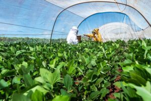 Curso aborda integração entre apicultura e sojicultura