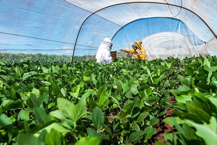 Curso aborda integração entre apicultura e sojicultura