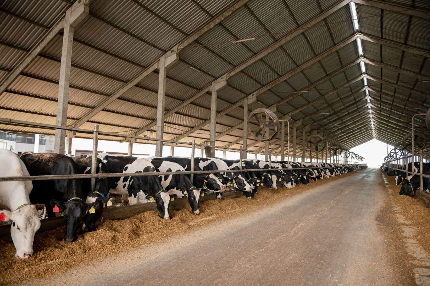 RAR Agro & Indústria lidera produção de leite no RS