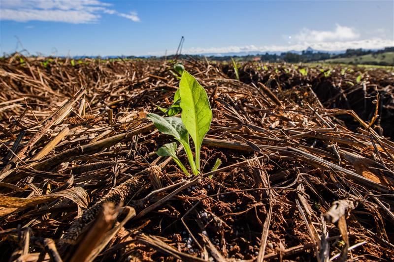 Programa da JTI amplia ações e fortalece manejo sustentável no campo