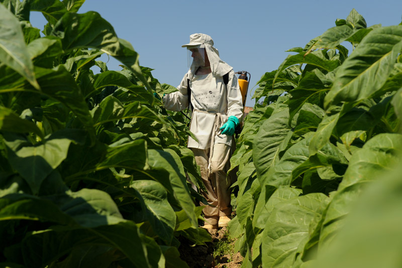 Ação permanente capacita produtores de tabaco sobre a NR-31
