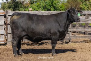 Brasil dá show de qualidade nas pistas do Brangus em Uruguaiana