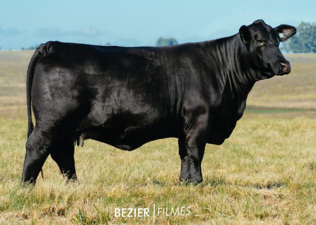 Sigma realiza 1º leilão exclusivo de embriões Brangus de alto nível