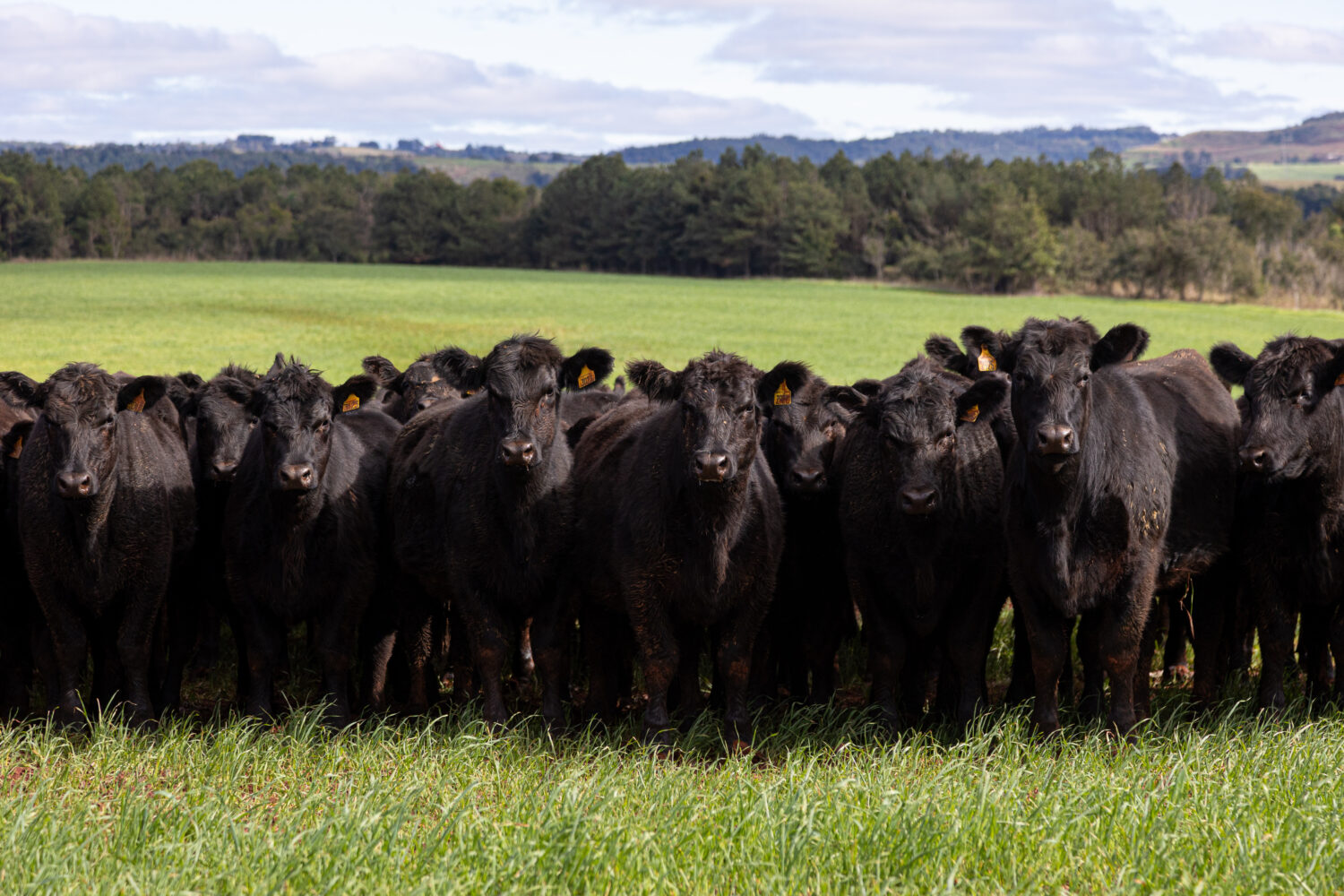 DATAGRO prepara novo indexador do Boi Gordo para o RS