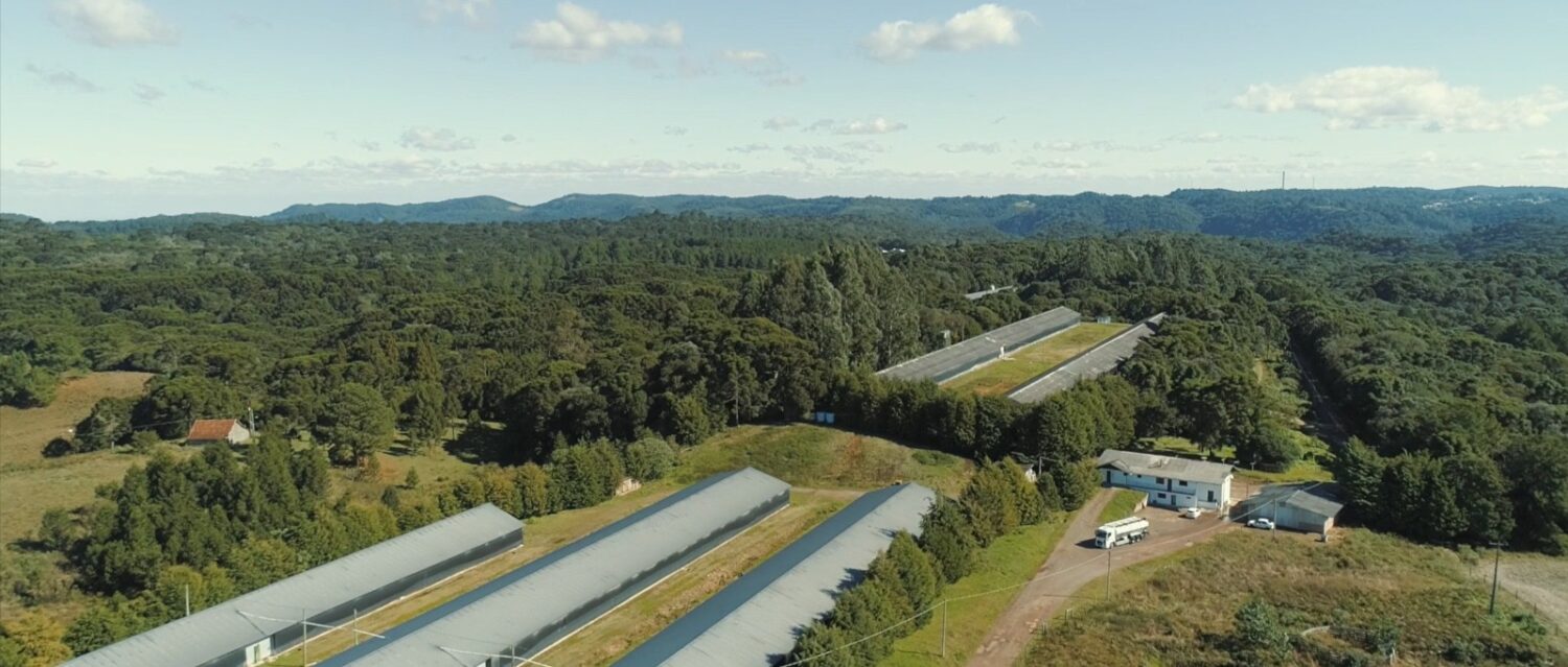 Granja Pinheiros adquire unidade de recria e acelera crescimento