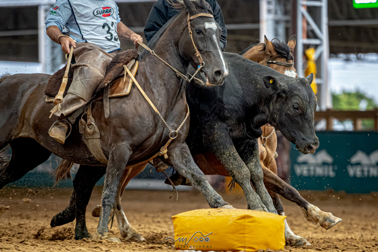 Cavalo Crioulo reúne Freio de Ouro, Morfologia e Supercopa Jovem