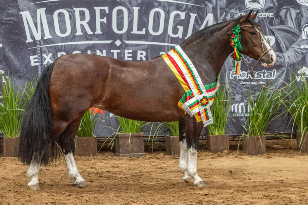 Belle Reserva vence Morfologia na Expointer 2026