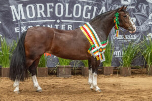 Belle Reserva vence Morfologia na Expointer 2026