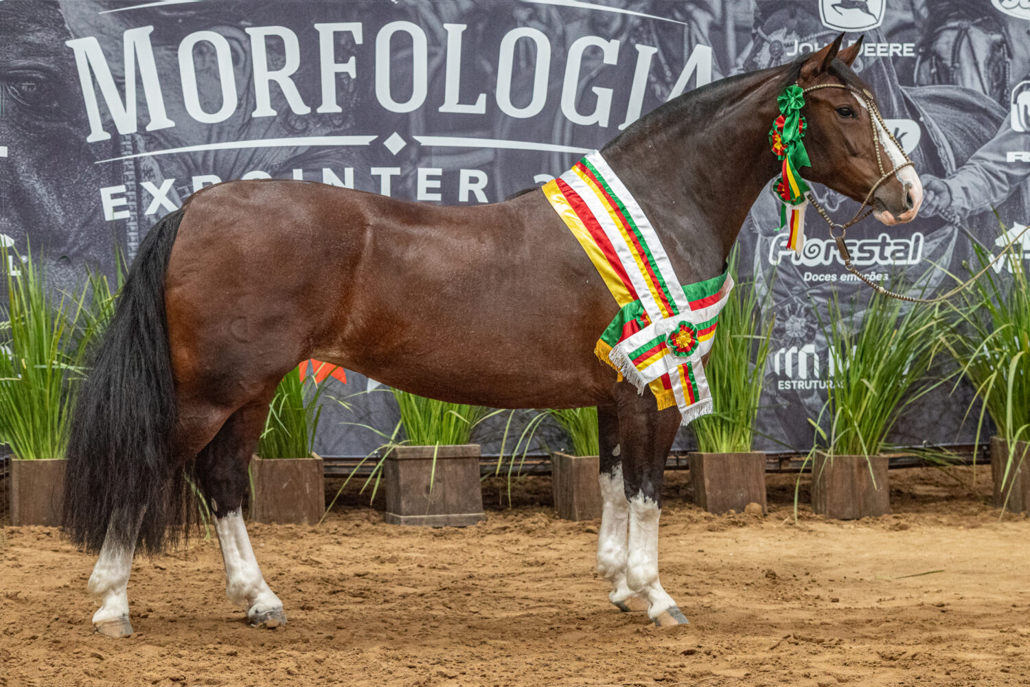Belle Reserva vence Morfologia na Expointer 2026