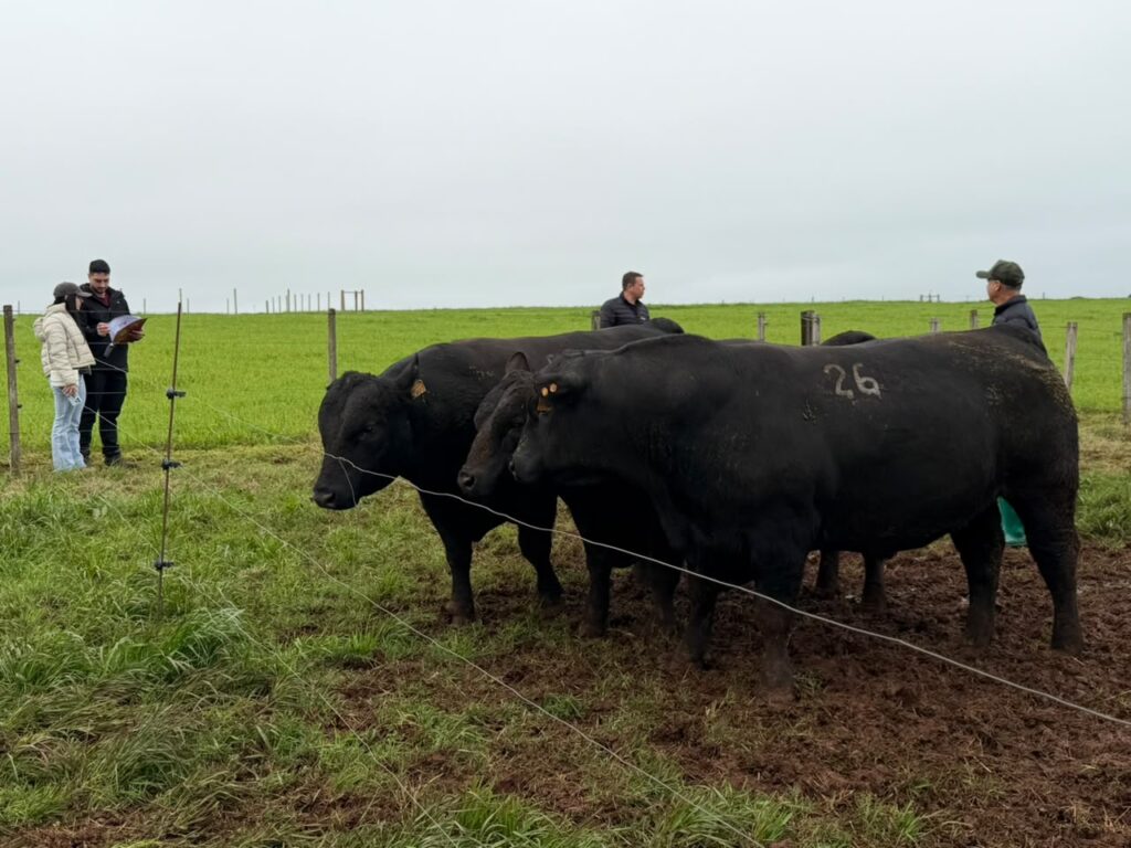 Leilão Soldera valoriza genética Angus e Brangus