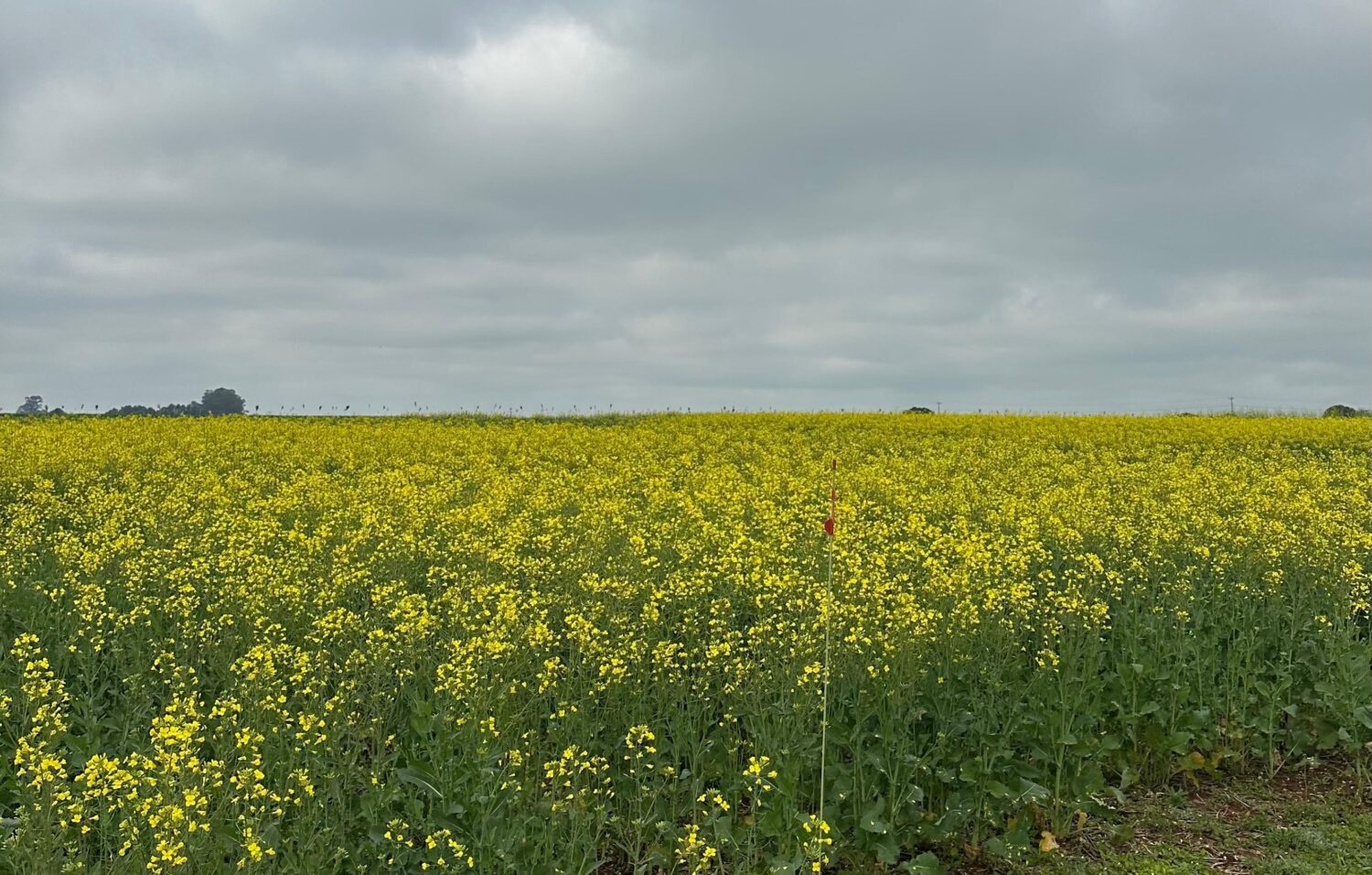 Canola ganha espaço e é tendência nas lavouras de inverno no RS