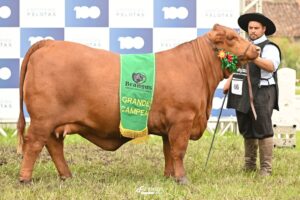 Recalada vence Grande Campeonato Brangus da Expoutono