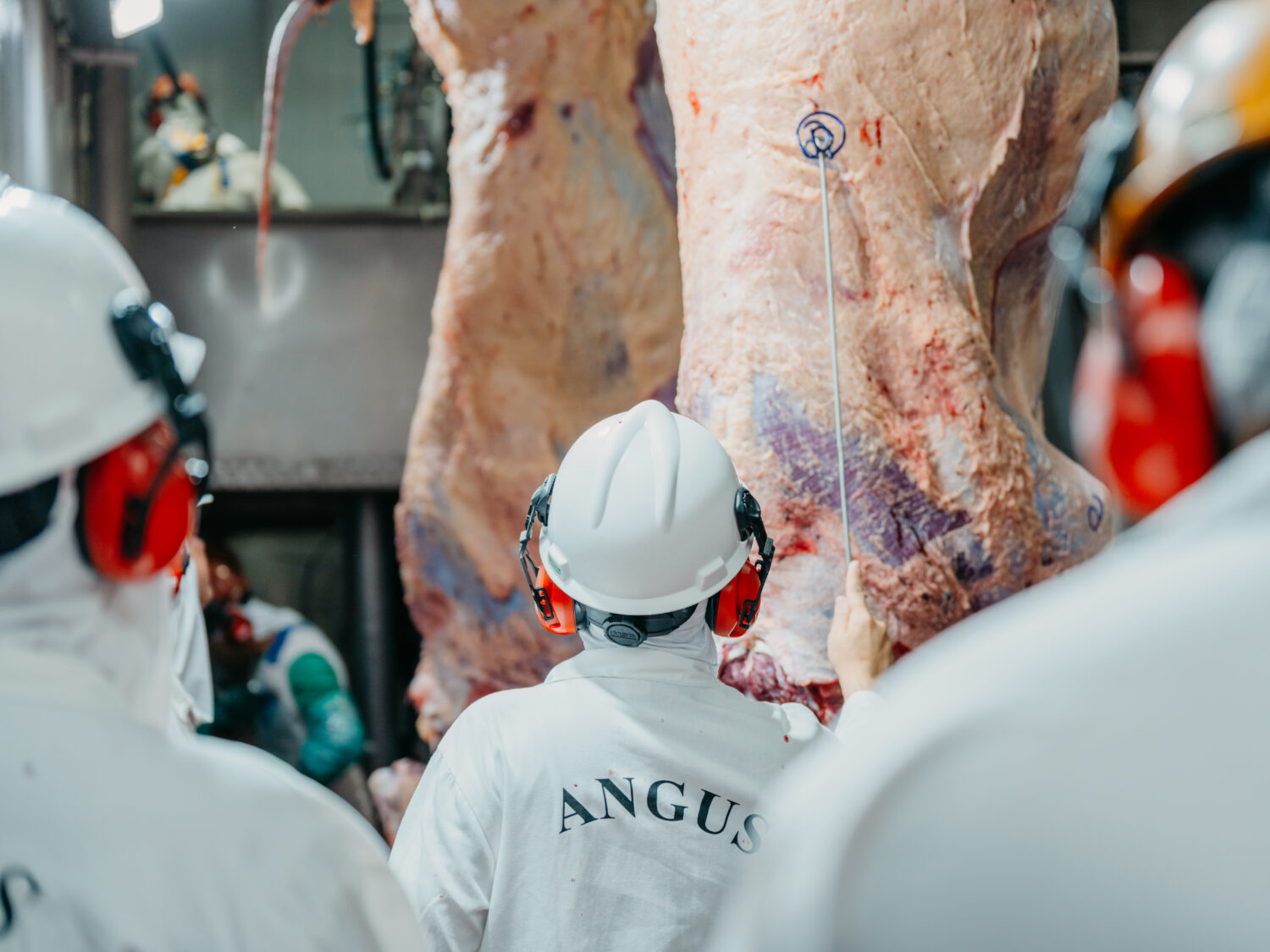 Concurso de Carcaça Angus tem prêmio inédito em insumo