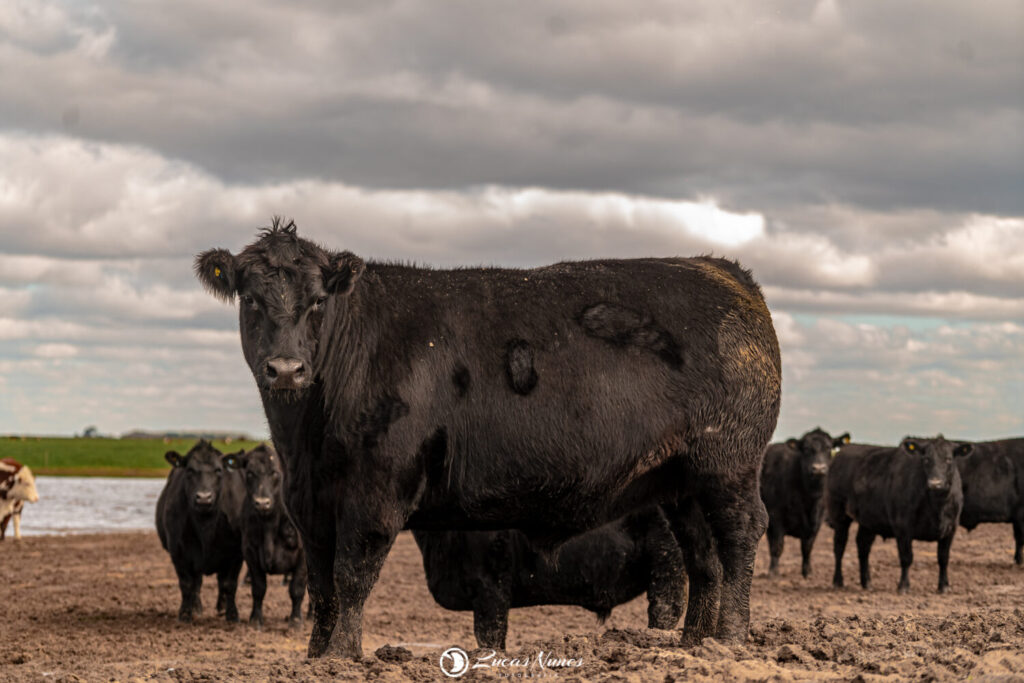 Carne Angus dá início à rota pelo Rio Grande do Sul